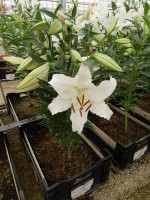 [4249 Nova Zenbla EVR No01.JPG]